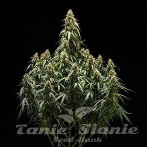 Corkscrew Auto - ROYAL QUEEN SEEDS X TYSON 2.0 - 3