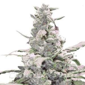 Creamatic Auto - 1