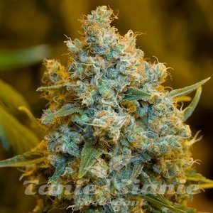Critical Jack - SILENT SEEDS - 1
