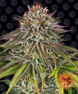 Critical Kush - BARNEY’S FARM - 1
