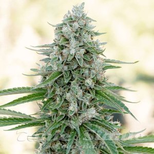 Critical Mango - SILENT SEEDS - 1