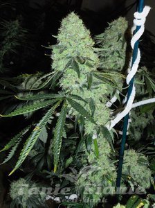 Dead Head OG - THE CALI CONNECTION - 1