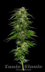 Dream Queen - HUMBOLDT SEED COMPANY - 1