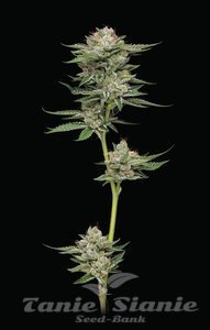 Durban Poison Auto - HUMBOLDT SEEDS COMPANY - 1