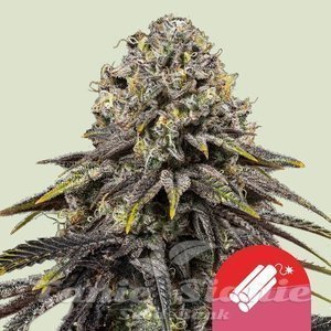 Dynamite Diesel - ROYAL QUEEN SEEDS - 1