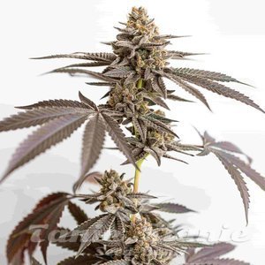 Dynamite Diesel - ROYAL QUEEN SEEDS X TYSON 2.0 - 10