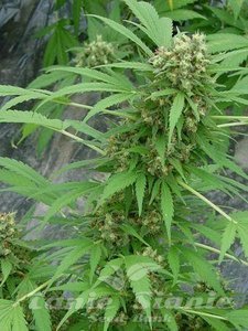 Early Skunk - 1