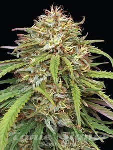 Ed Rosenthal's Super High Life - HUMBOLDT SEEDS COMPANY - 2