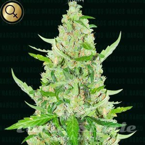 El Limon - NARCOS SEEDS - 1