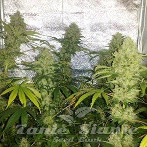 Euforia Special - 1