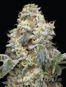 Farmer's Daughter - HUMBOLDT SEED COMPANY - 2