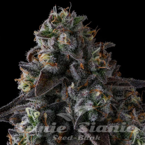 Fruit Riot - COMPOUND GENETICS - 2