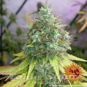 G13 Haze - BARNEY’S FARM - 3