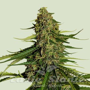 Gaia F1 - ROYAL QUEEN SEEDS - 1