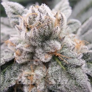 Gary Burger - ELEV8 SEEDS - 1