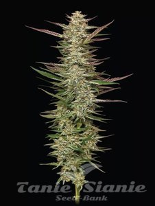 Gazzurple - HUMBOLDT SEEDS COMPANY - 1