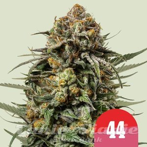 Gelato 44 - ROYAL QUEEN SEEDS X TYSON 2.0 - 1