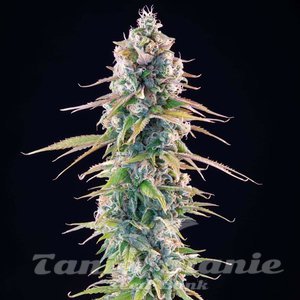 Gelato 44 - ROYAL QUEEN SEEDS X TYSON 2.0 - 4