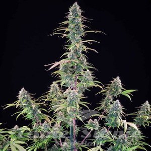 Gelato 44 - ROYAL QUEEN SEEDS X TYSON 2.0 - 6