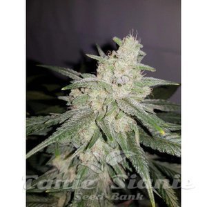 Gelato Auto - 1