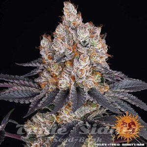 Gelato - BARNEY'S FARM - 4