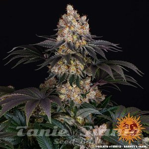 Gelato - BARNEY'S FARM - 6