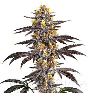 Blimburn Seeds