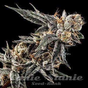 Gelato Punch - ELEV8 SEEDS - 2