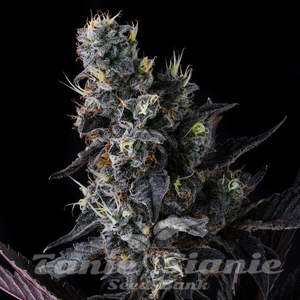 Giggin' Grapes - COMPOUND GENETICS - 2