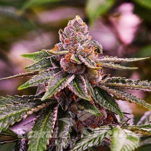 Girl Scout Cookies - 1