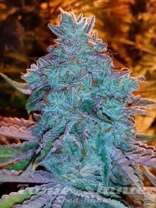 Girl Scout Cookies Auto - THE CALI CONNECTION - 1