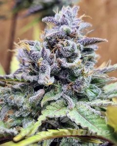 Girl Scout Cookies Auto - THE CALI CONNECTION - 2