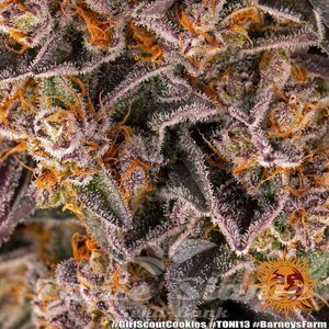 Girl Scout Cookies - BARNEY'S FARM - 7