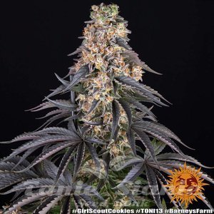 Girl Scout Cookies - BARNEY'S FARM - 2