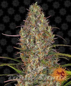 Glue Gelato Auto - BARNEY'S FARM - 1
