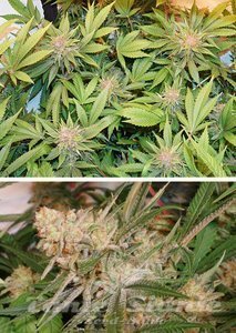 Glueberry O.G. - DUTCH PASSION - 3