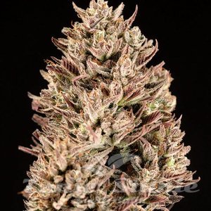 Atlas Seeds