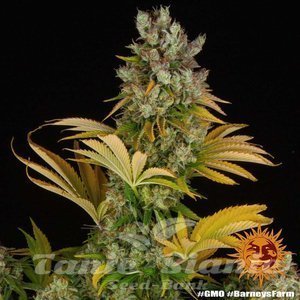 GMO - BARNEY'S FARM - 2