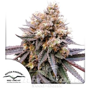 GMO FAST - DUTCH PASSION - 1