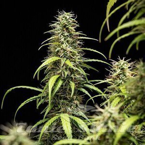 GOAT'lato Auto - ROYAL QUEEN SEEDS X TYSON 2.0 - 5