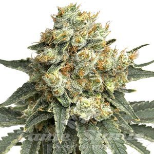 Godfather OG Auto - 1