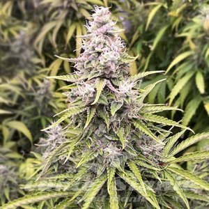 Godzilla Cookies Auto - 1