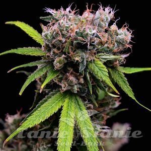 Green Bodhi