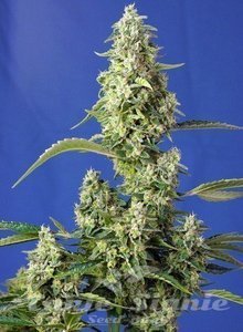 Gorilla Sweet XXL Auto - 1