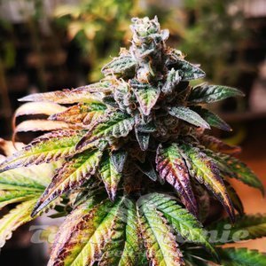Gorilla Glue #4 - 1