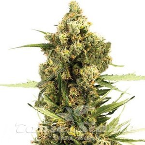 Gorilla Glue x Do-Si-Dos - 1