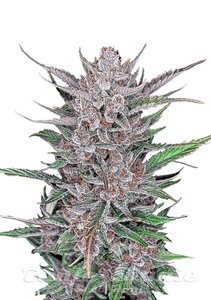 Gorilla Punch Auto - FASTBUDS - 1