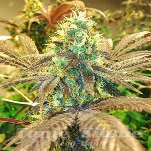 Gorilla Zkittlez - 1