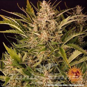 Gorilla Zkittlez Auto - BARNEY'S FARM - 2