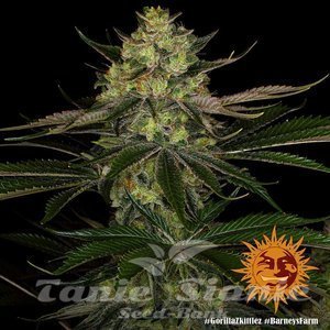 Gorilla Zkittlez - BARNEY'S FARM - 3